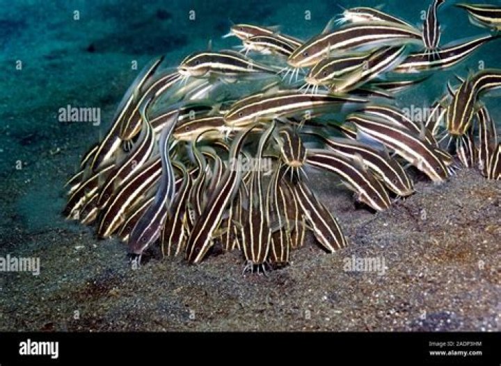 A brightly striped fish with venomous spines Figgerits Answer