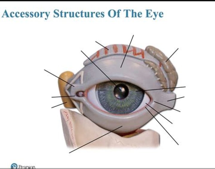 Accessory Structures of Eye Quiz