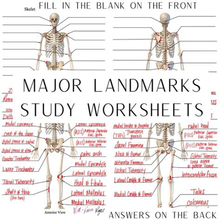 Anatomy Body Surface Landmarks Quiz