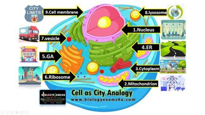 Animal Cell City Analogy Quiz