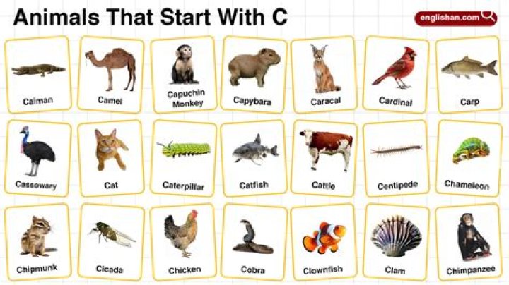 Animals starting with “c” Top 7 : Answers