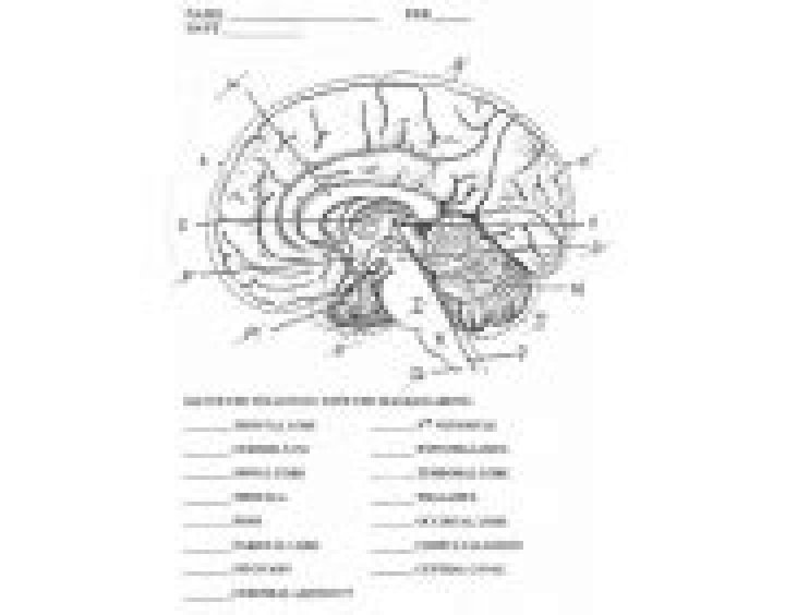 AP Psychology Parts of the Brain Quiz