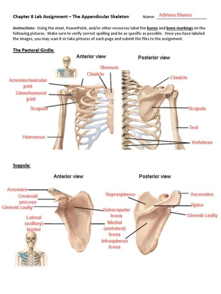 Appendicular Skeleton Labeling — Printable Worksheet