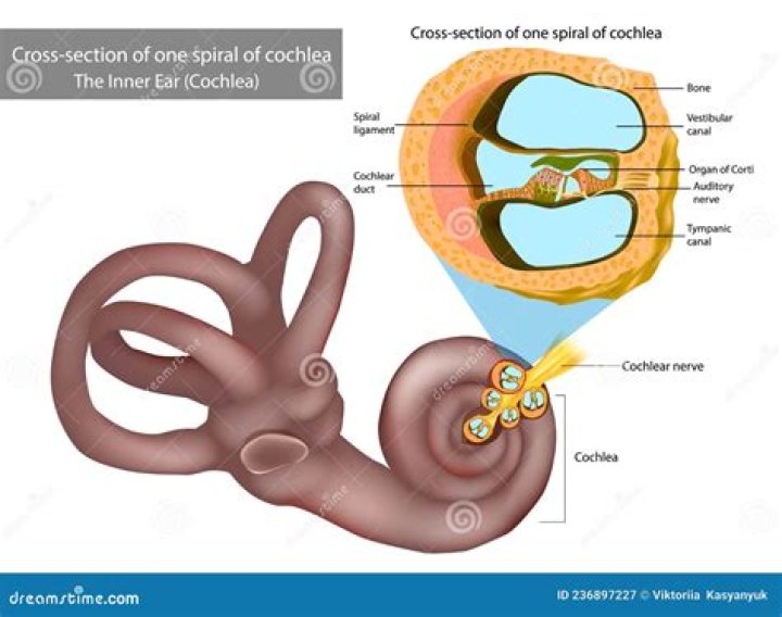 Basic A&P Labelling Cross section of the cochlea Quiz