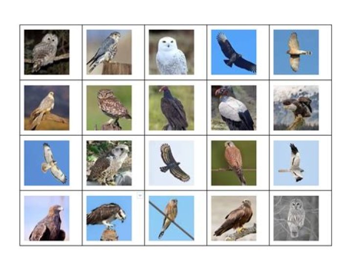 birds of prey of wisconsin Quiz