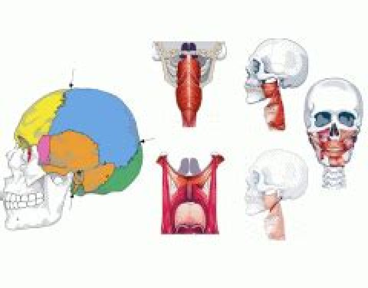 Bones and Muscles of Resonance & Articulation Quiz