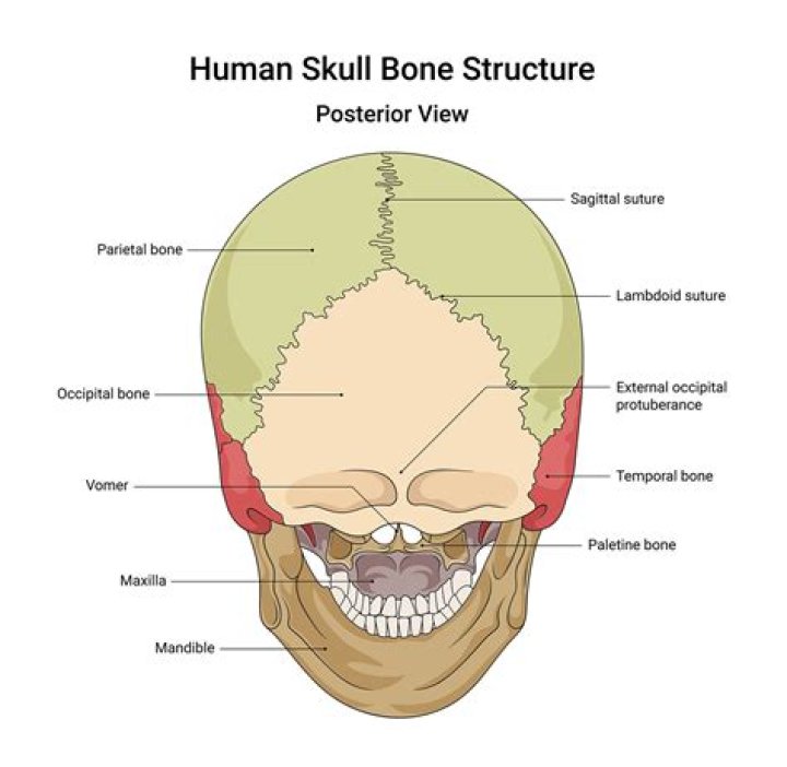 Bones of the Skull (Posterior View) Quiz