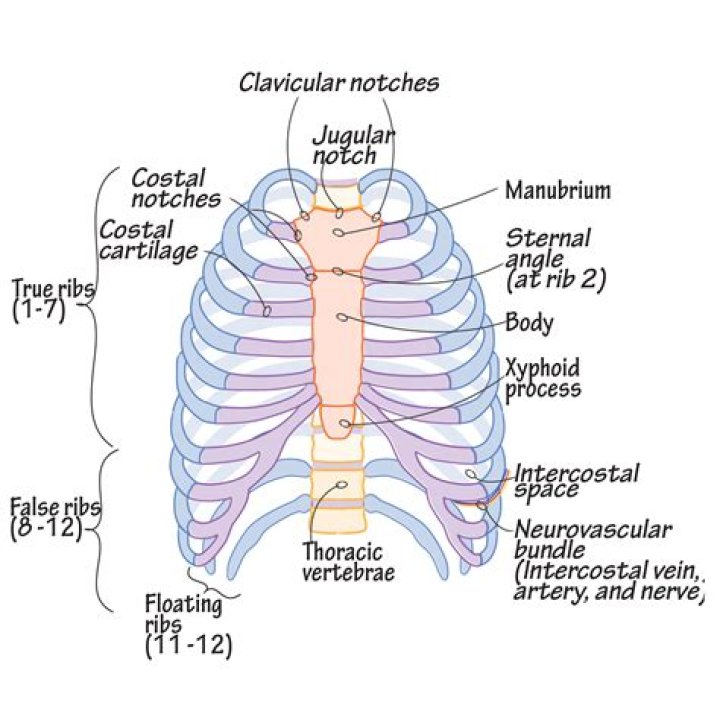 Bony Thorax Labeling Quiz