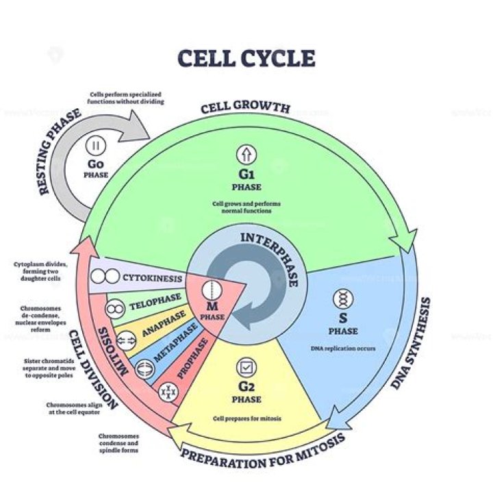 Cell Cycle Label Game