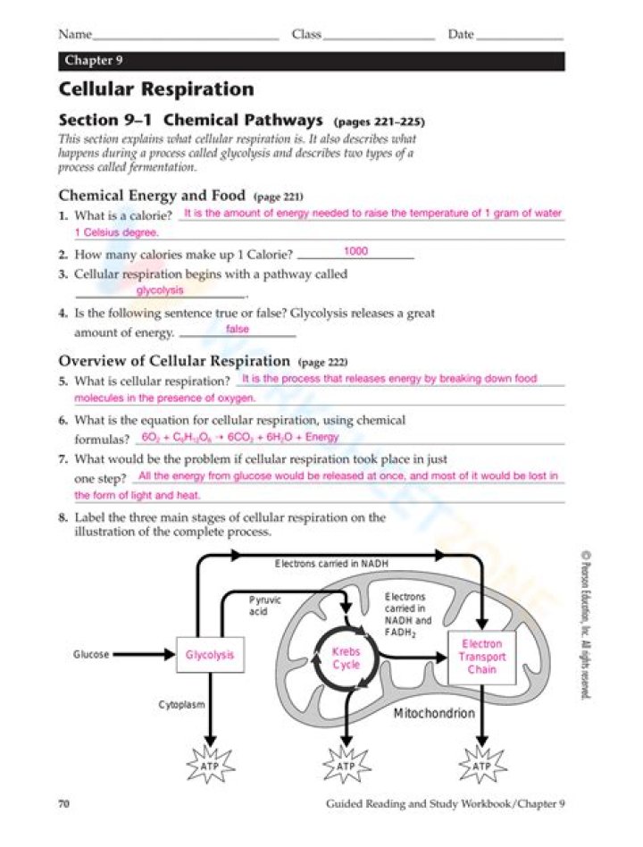 Cellular Respiration Overview Quiz
