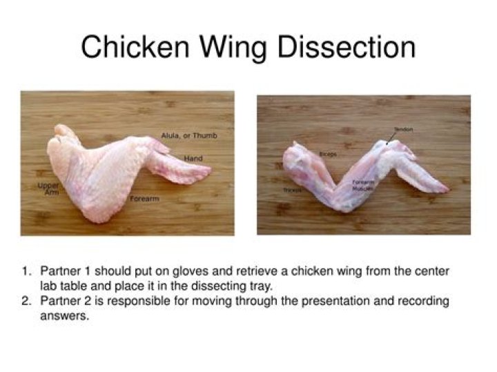 Chicken Wing Anatomy Quiz
