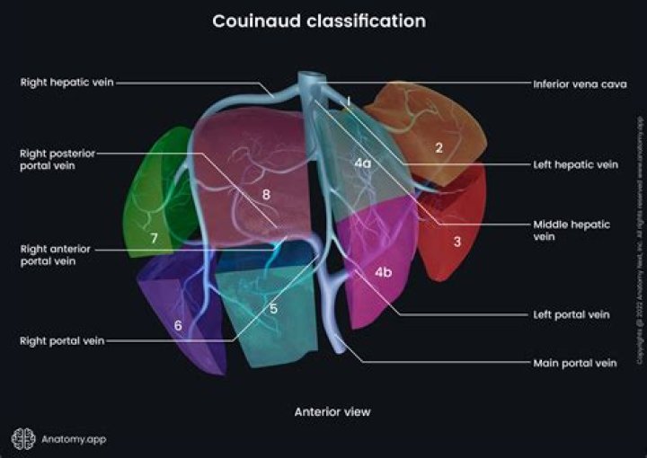 Couinaud's Segments of the Liver Quiz