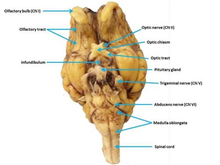 Cranial Nerves on Sheep Brain Quiz