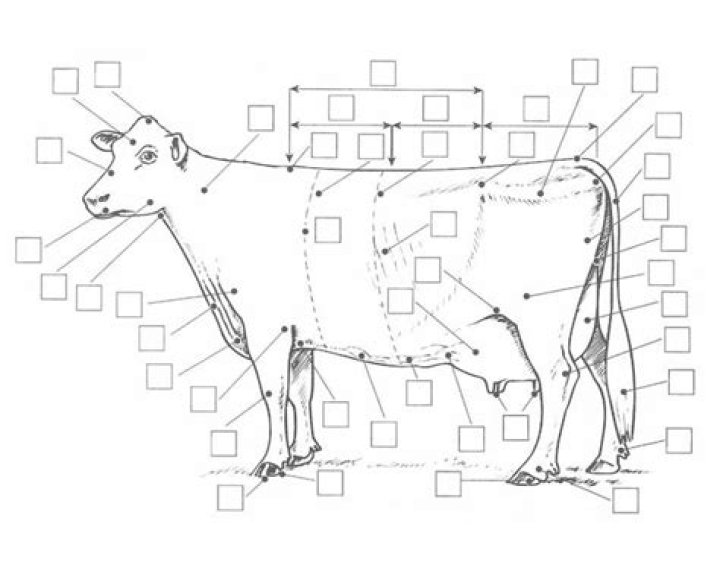 Dairy Cattle External Parts Quiz