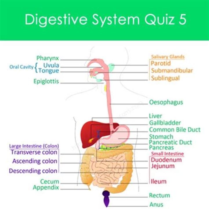 Digestive System Anatomy Quiz