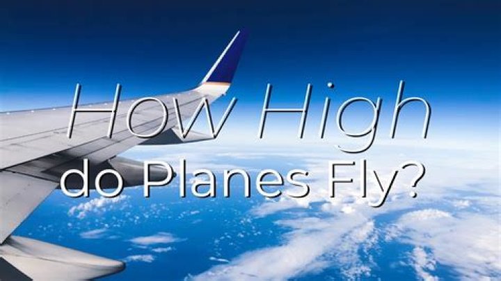 Do they fly whales on planes?