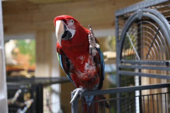 Entice the Crowd with Exotic Animals