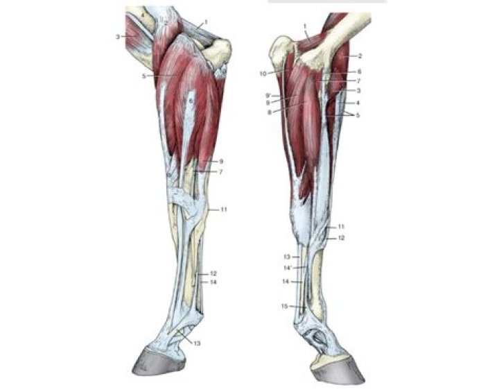Equine Distal Limb Quiz