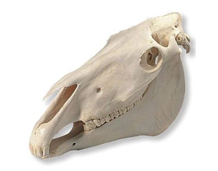 Equine Skull Bones Quiz