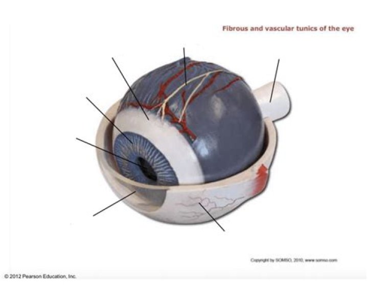Fibrous and vascular tunics of the eye Quiz