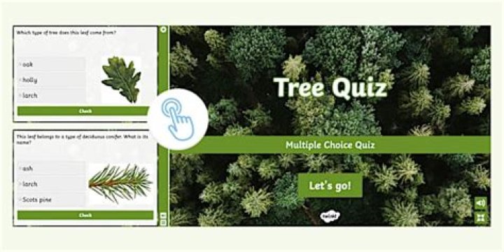 Forestry Tree Identification Quiz