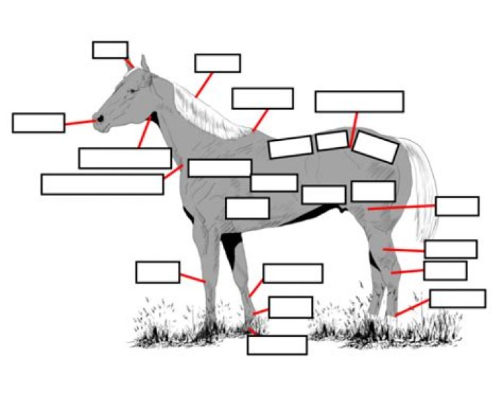 Horse External Anatomy Quiz