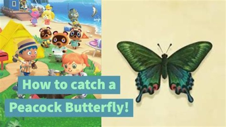 How to Catch A Peacock Butterfly in Animal Crossing New Horizons