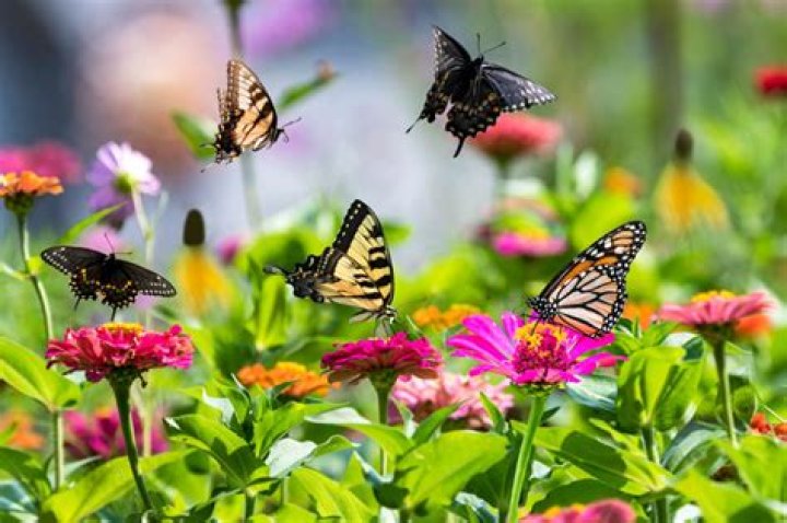 How To Farm Butterfly Wings Easily
