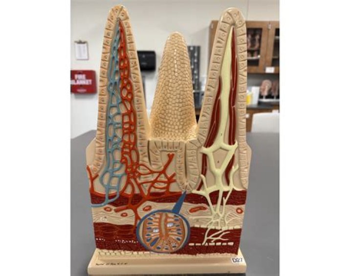 Intestinal Villi Model Quiz