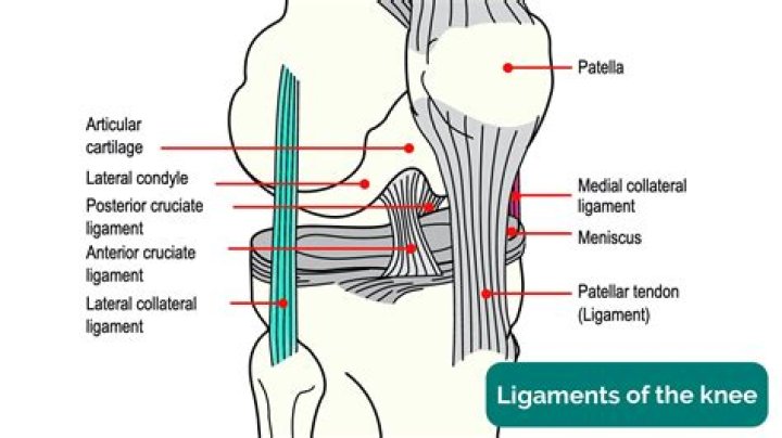 Label the Ligaments of the Knee Quiz