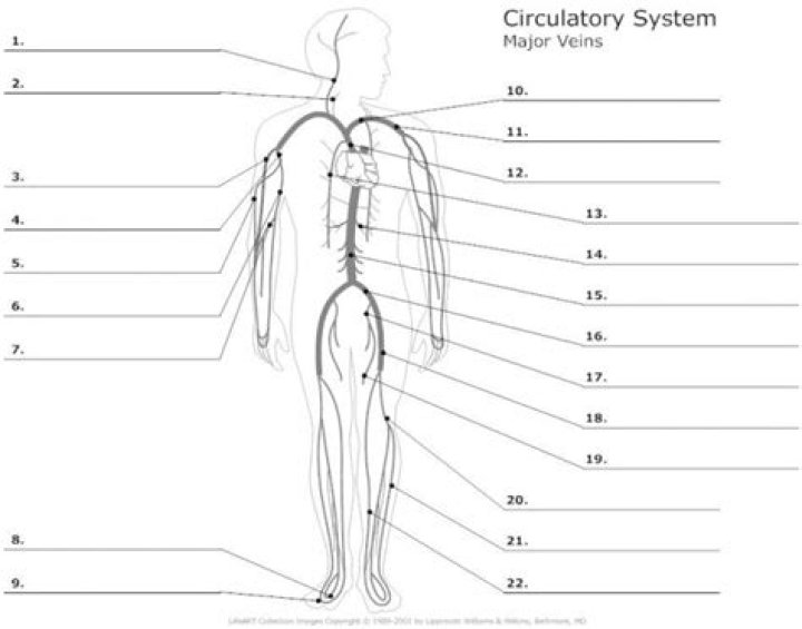 Label the major veins Quiz