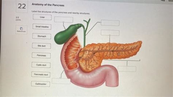 Label the Pancreas Quiz