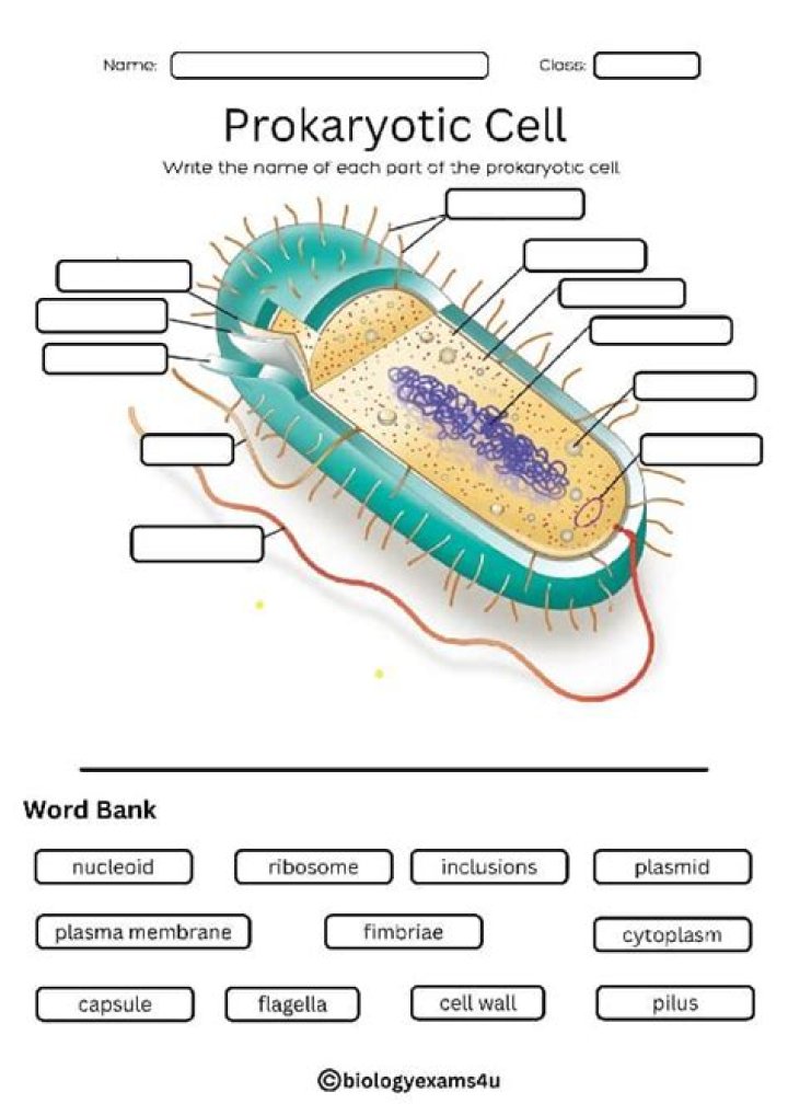 Label the Parts of a Prokaryotic Cell — Printable Worksheet