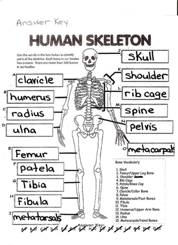 Label the Skeleton — Printable Worksheet