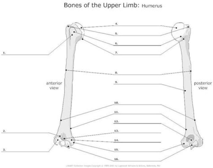 Label the Upper Limb Bones Quiz