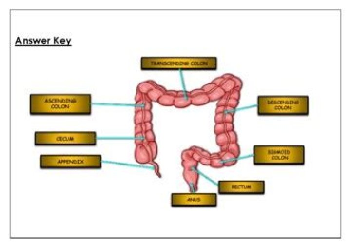 Large Intestine Labeling Quiz