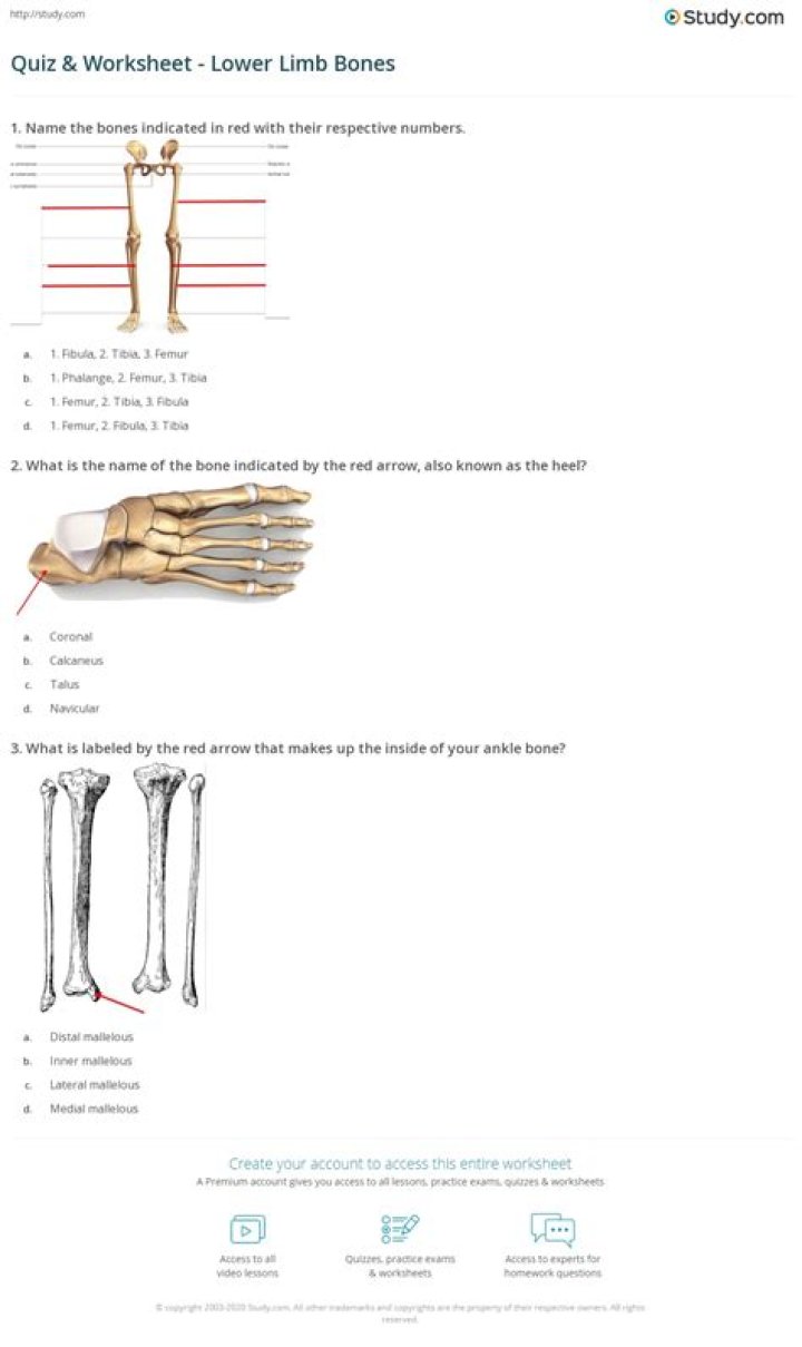 Lower Limb Anatomy Quiz