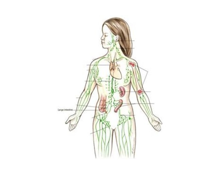 Lymphatic System Anatomy Quiz