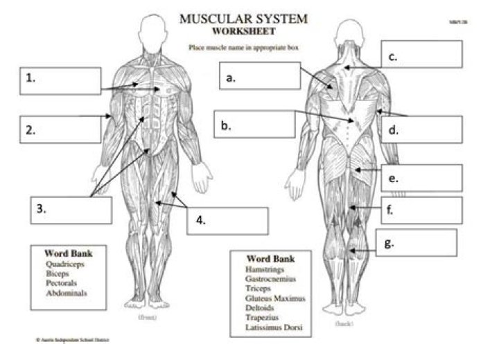 Major Muscle Groups Quiz