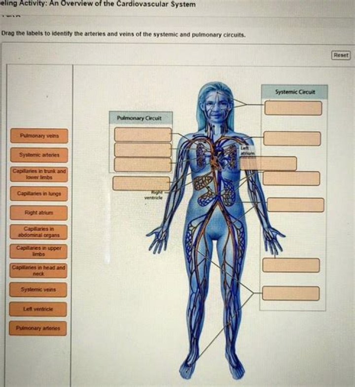 Major Systemic Arteries pt 1 Quiz