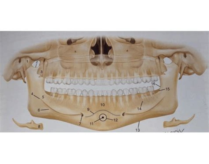 Mandibular anatomic landmarks Quiz
