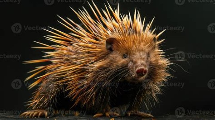 Nocturnal Animal: It’s spikey Word Hike – Answers