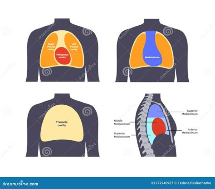 Organs of the Thoracic Cavity Quiz