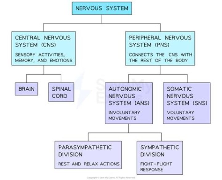 Peripheral Nervous System Flowchart Quiz