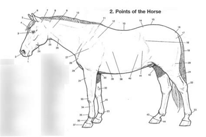 Points of the horse Quiz