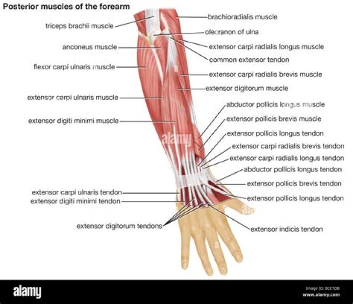 Posterior Forearm Muscles Quiz