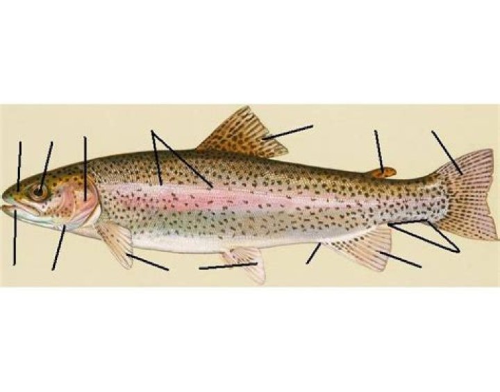 Salmonidae: External Anatomy - Rainbouw Trout Quiz