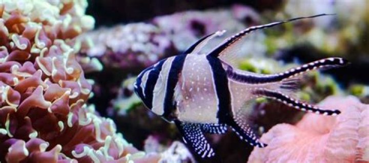 Saltwater Fish Quiz