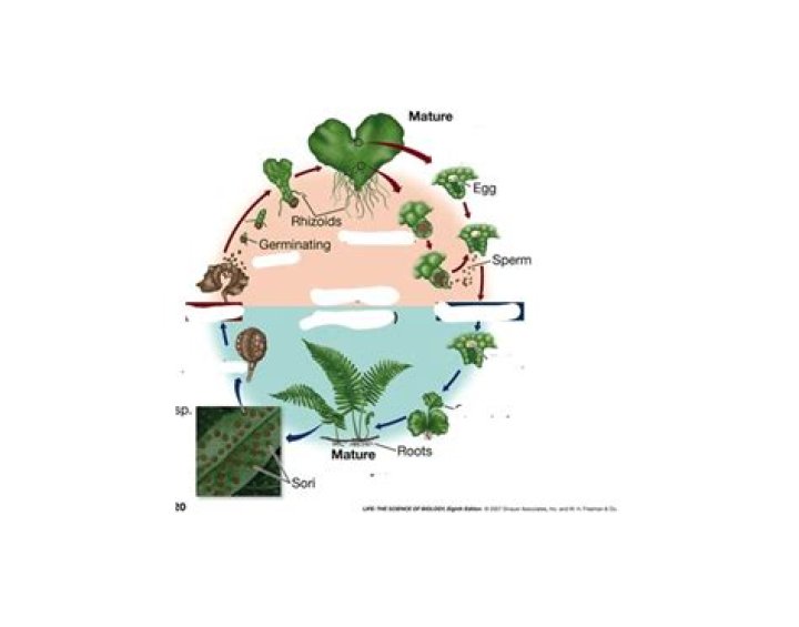 Seedless Vascular Plant Life Cycle Quiz