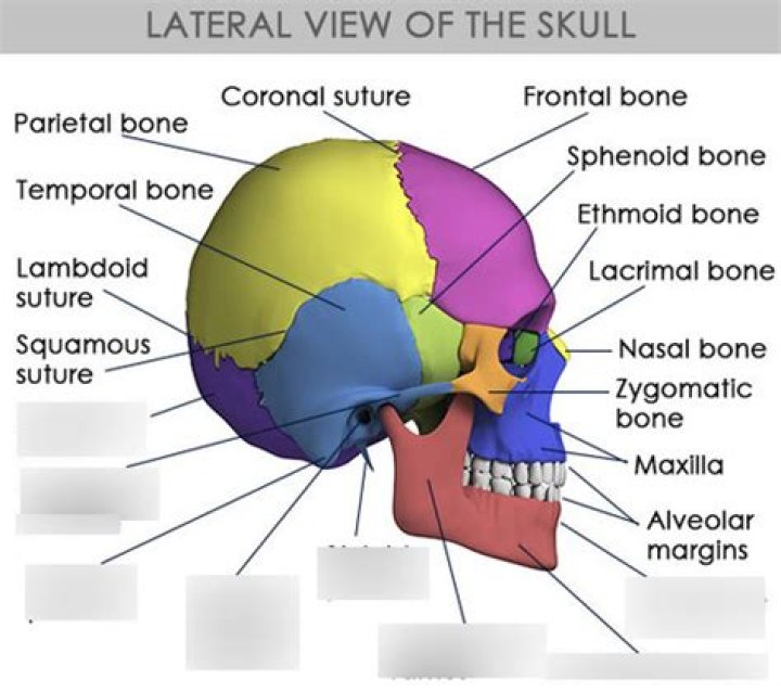 Skull Bones and Sutures Quiz Part 1